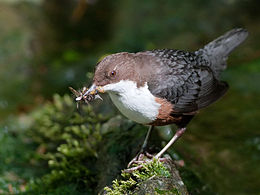 General knowledge about White-throated dipper