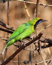 General knowledge about Golden-fronted leafbird