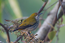 General knowledge about Yellow-vented flowerpecker