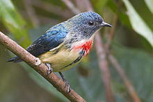 General knowledge about Fire-breasted flowerpecker