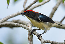 General knowledge about Scarlet-backed flowerpecker