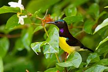 General knowledge about Purple-rumped sunbird