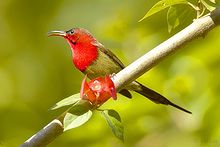 General knowledge about Crimson sunbird