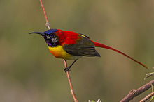General knowledge about Fire-tailed sunbird
