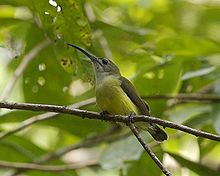 General knowledge about Little spiderhunter