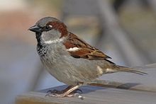 General knowledge about House sparrow