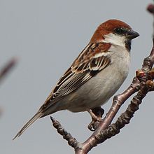 General knowledge about Russet sparrow