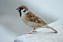 General knowledge about Eurasian tree sparrow