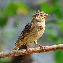 General knowledge about Rock sparrow