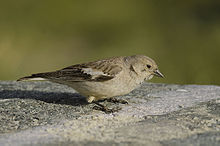 General knowledge about Black-winged snowfinch