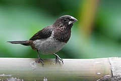 General knowledge about White-rumped munia