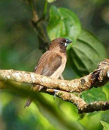 General knowledge about Black-throated munia