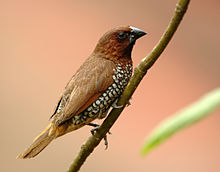 General knowledge about Scaly-breasted munia