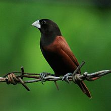 General knowledge about Chestnut munia