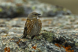 General knowledge about Altai accentor