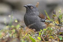 General knowledge about Maroon-backed accentor