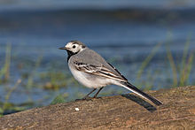 General knowledge about White wagtail