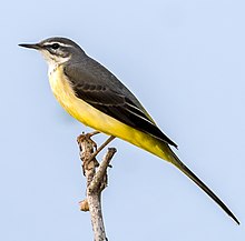 General knowledge about Grey wagtail