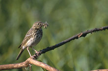General knowledge about Tree pipit