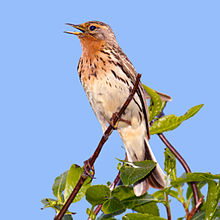 General knowledge about Red-throated pipit