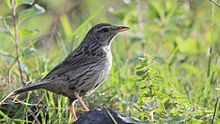General knowledge about Upland pipit