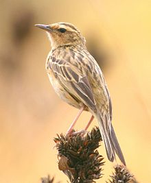 General knowledge about Nilgiri pipit