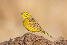 General knowledge about Yellowhammer