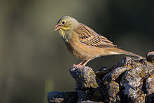 General knowledge about Ortolan bunting