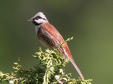 White-capped bunting