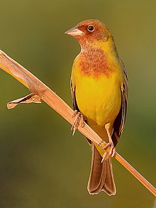 General knowledge about Red-headed bunting