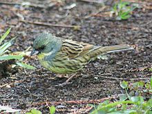 General knowledge about Black-faced bunting
