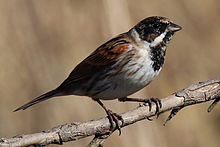 General knowledge about Common reed bunting