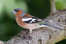 General knowledge about Common chaffinch