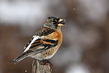 General knowledge about Brambling
