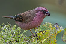 General knowledge about Pink-browed rosefinch