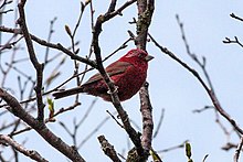 General knowledge about Vinaceous rosefinch