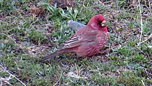General knowledge about Great rosefinch
