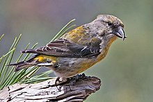 General knowledge about Red crossbill