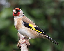 General knowledge about European goldfinch
