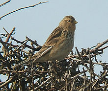General knowledge about Twite