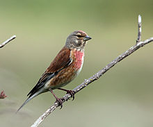 General knowledge about Common linnet
