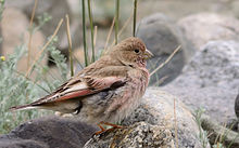 General knowledge about Mongolian finch