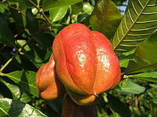 General knowledge about Ackee