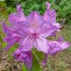 General knowledge about Rhododendron ponticum