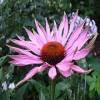 General knowledge about Echinacea